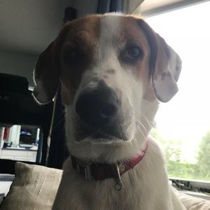 Meet your Posher, Josi